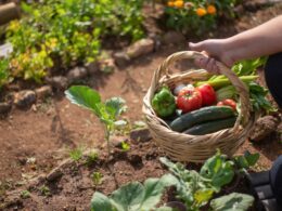 Gado e horta na mesma fazenda: como convivência pode impulsionar a produtividade agrícola.