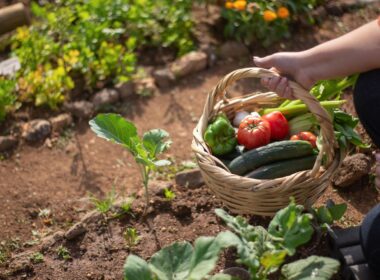Gado e horta na mesma fazenda: como convivência pode impulsionar a produtividade agrícola.