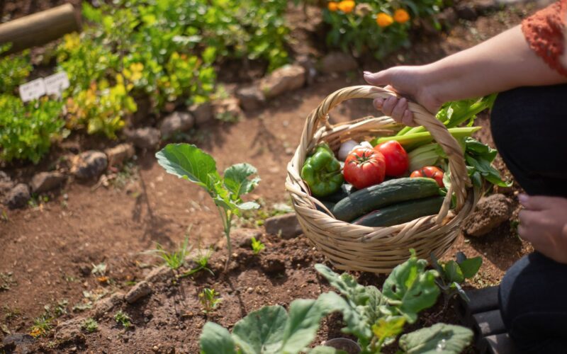 Gado e horta na mesma fazenda: como convivência pode impulsionar a produtividade agrícola.