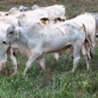 Gado magro em 17 meses: estratégia alimentar eficaz para alcançar 500 kg com rentabilidade ideal