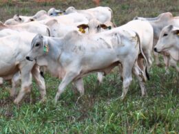 Gado magro em 17 meses: estratégia alimentar eficaz para alcançar 500 kg com rentabilidade ideal
