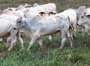 Gado magro em 17 meses: estratégia alimentar eficaz para alcançar 500 kg com rentabilidade ideal
