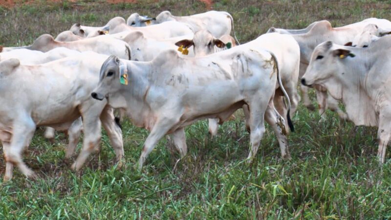 Gado magro em 17 meses: estratégia alimentar eficaz para alcançar 500 kg com rentabilidade ideal