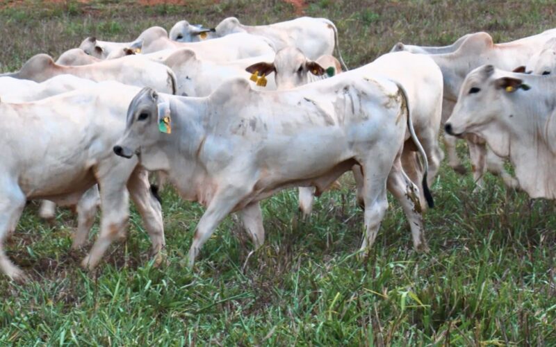 Gado magro em 17 meses: estratégia alimentar eficaz para alcançar 500 kg com rentabilidade ideal