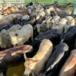 Novilhada de até quatro dentes terminada a pasto garante bônus extra em MS