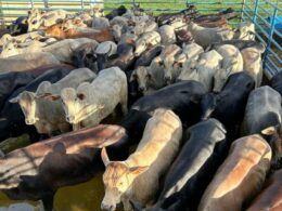 Novilhada de até quatro dentes terminada a pasto garante bônus extra em MS