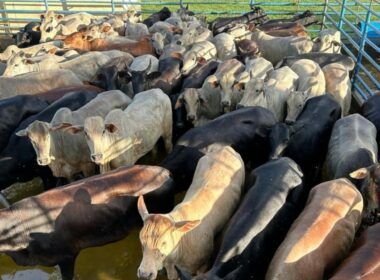Novilhada de até quatro dentes terminada a pasto garante bônus extra em MS