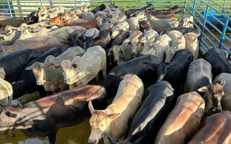 Novilhada de até quatro dentes terminada a pasto garante bônus extra em MS