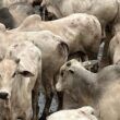 Zero e dois dentes: garrotada “batoquinha” é destaque em Goiás com mais de 19@