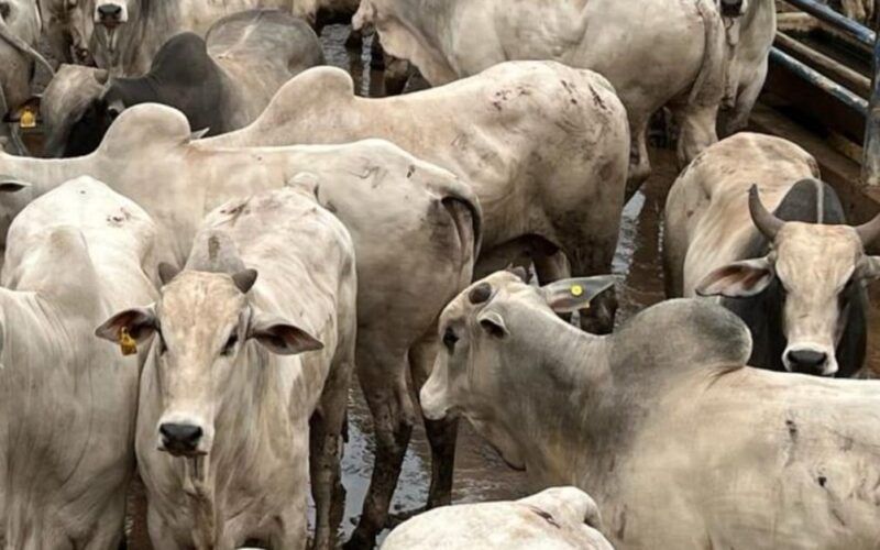 Zero e dois dentes: garrotada “batoquinha” é destaque em Goiás com mais de 19@