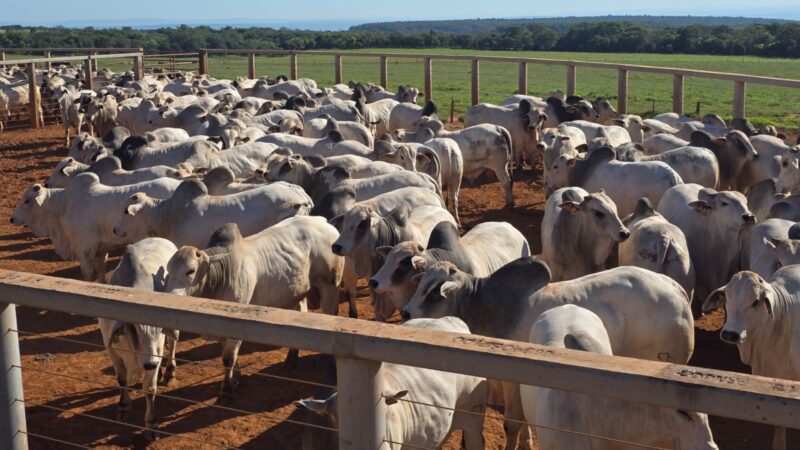 garrotada ceip impressiona com desempenho de 235@ e enfase na