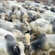 Garrotada mansa de 22@ promete alta produtividade e carne de qualidade no interior de MT para pecuaristas inteligentes