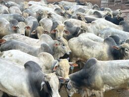 Garrotada mansa de 22@ promete alta produtividade e carne de qualidade no interior de MT para pecuaristas inteligentes