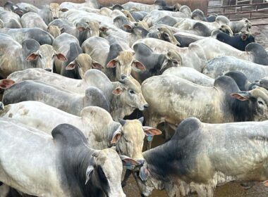 Garrotada mansa de 22@ promete alta produtividade e carne de qualidade no interior de MT para pecuaristas inteligentes