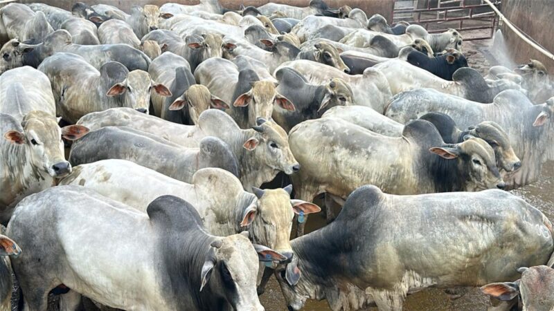 Garrotada mansa de 22@ promete alta produtividade e carne de qualidade no interior de MT para pecuaristas inteligentes