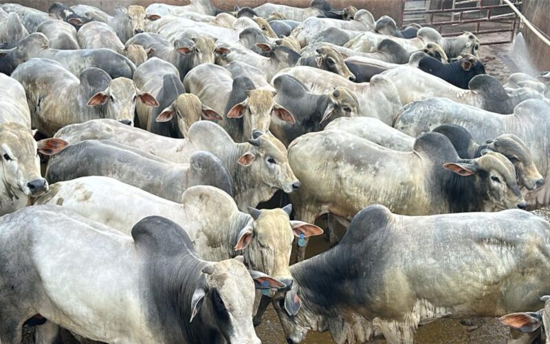 Garrotada mansa de 22@ promete alta produtividade e carne de qualidade no interior de MT para pecuaristas inteligentes