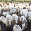 Garrotada top de 23@ surpreende em curral de SP com peso e qualidade, elevando o padrão na criação de gado