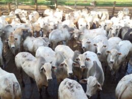 Garrotada top de 23@ surpreende em curral de SP com peso e qualidade, elevando o padrão na criação de gado