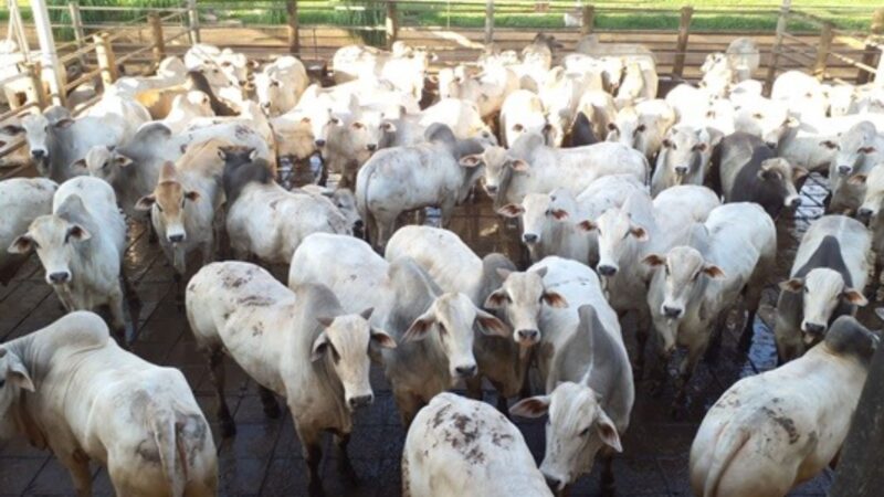 Garrotada top de 23@ surpreende em curral de SP com peso e qualidade, elevando o padrão na criação de gado