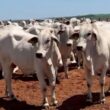 Garrotes de 17 meses com mais de 500 kg: a escolha certeira para uma produção de carne premium em SP