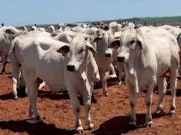 Garrotes de 17 meses com mais de 500 kg: a escolha certeira para uma produção de carne premium em SP 24 Garrotes de 17 meses com mais de 500 kg: a escolha certeira para uma produção de carne premium em SP