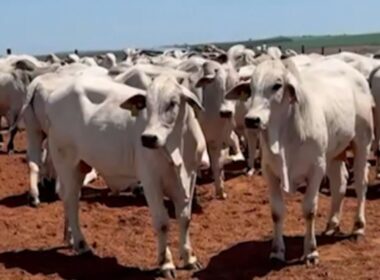 Garrotes de 17 meses com mais de 500 kg: a escolha certeira para uma produção de carne premium em SP