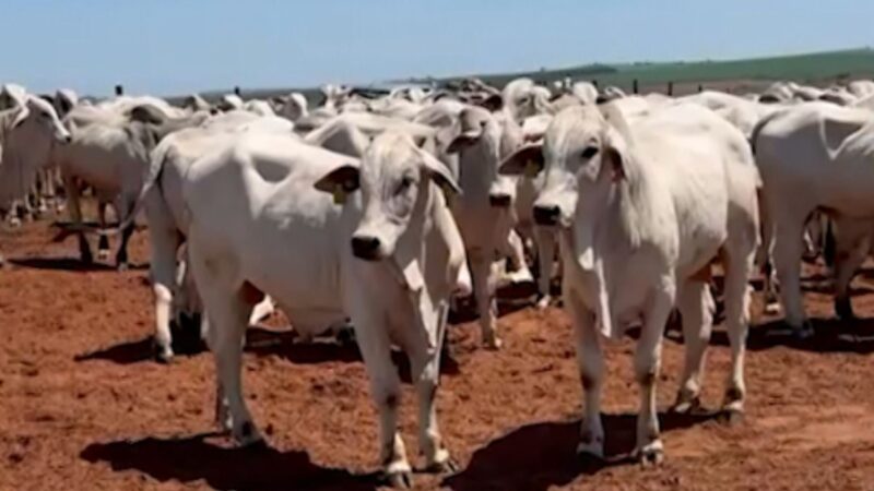 Garrotes de 17 meses com mais de 500 kg: a escolha certeira para uma produção de carne premium em SP