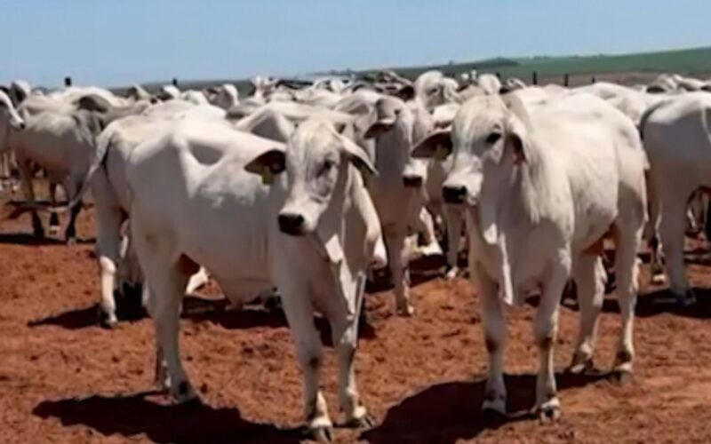 Garrotes de 17 meses com mais de 500 kg: a escolha certeira para uma produção de carne premium em SP