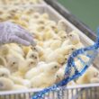 genetica avicola brasileira bate recorde 2139 toneladas exportadas em janeiro