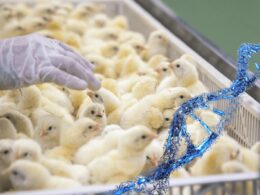 genetica avicola brasileira bate recorde 2139 toneladas exportadas em janeiro