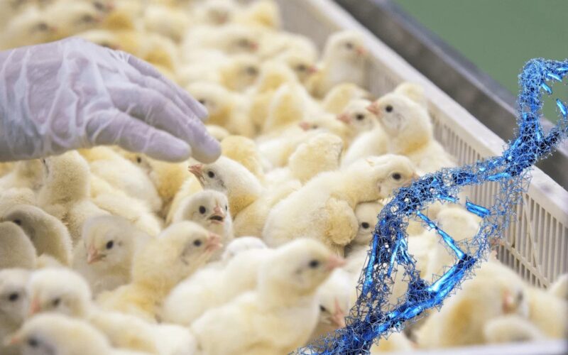 genetica avicola brasileira bate recorde 2139 toneladas exportadas em janeiro