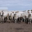 Genética Premium da Nelore Vera Cruz potencializa a produção de carne de qualidade superior para o mercado exigente