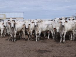 Genética Premium da Nelore Vera Cruz potencializa a produção de carne de qualidade superior para o mercado exigente