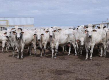 Genética Premium da Nelore Vera Cruz potencializa a produção de carne de qualidade superior para o mercado exigente