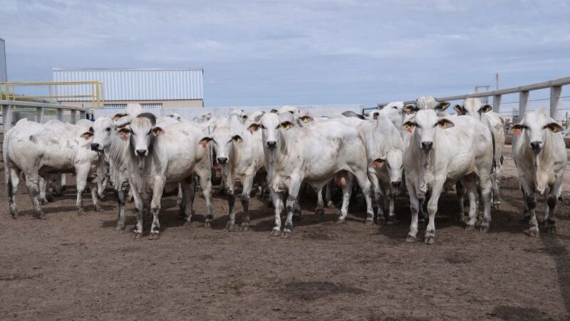 Genética Premium da Nelore Vera Cruz potencializa a produção de carne de qualidade superior para o mercado exigente