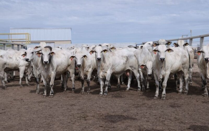 Genética Premium da Nelore Vera Cruz potencializa a produção de carne de qualidade superior para o mercado exigente