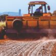 Gesso agrícola potencializa enraizamento de milho e sorgo, aumentando produção de silagem de forma eficaz