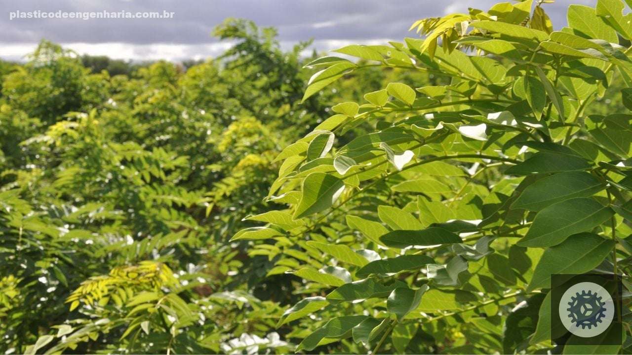 Planta de Gliricídia