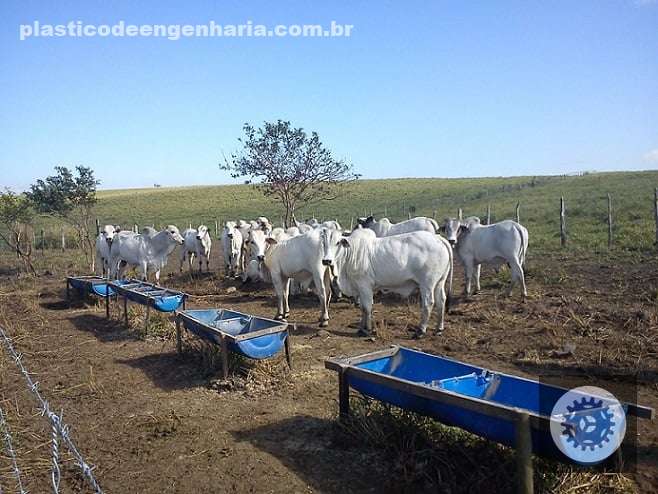 STJ redefine regras sobre porte de imóveis rurais e aprimora as diretrizes do CAR para proprietários mais informados 5 Lote de bovinos em área de pasto com suplementação