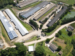 Grande Salto Sustentável: Aposta da Seara na Energia Solar Transforma o Futuro das Granjas ao Reduzir Custos e Preservar o Meio Ambiente 22 grande salto sustentavel aposta da seara na energia solar transforma