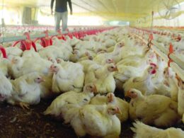 guerra comercial e seus impactos como proteger seu negocio no