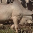 Saiba como manejar a forragem em períodos secos do ano