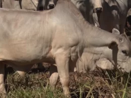 Saiba como manejar a forragem em períodos secos do ano