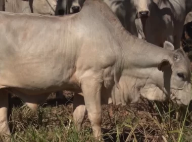 Saiba como manejar a forragem em períodos secos do ano