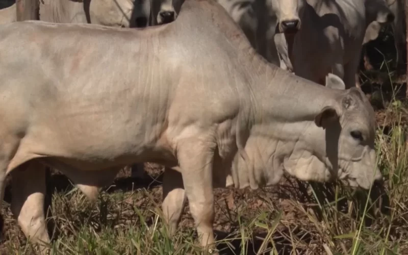 Saiba como manejar a forragem em períodos secos do ano