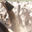 Hábitos de Sucesso dos Pecuaristas: 230 Exemplos que Elevam a Rentabilidade e a Sustentabilidade na Pecuária