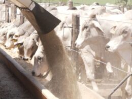 Hábitos de Sucesso dos Pecuaristas: 230 Exemplos que Elevam a Rentabilidade e a Sustentabilidade na Pecuária