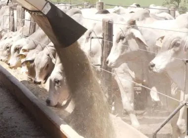 Hábitos de Sucesso dos Pecuaristas: 230 Exemplos que Elevam a Rentabilidade e a Sustentabilidade na Pecuária