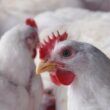 haiti abre oportunidades para exportadores de carne de frango e