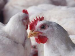 haiti abre oportunidades para exportadores de carne de frango e